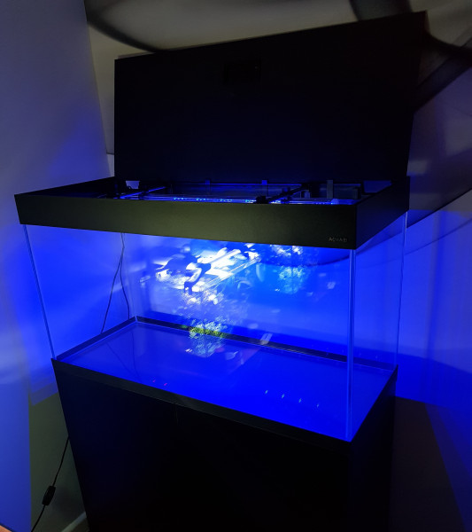 20211122_205202.jpg (1.39 MiB) Przejrzano 13403 razy Nowe akwarium