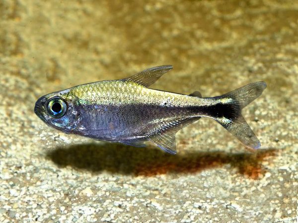 Hyphessobrycon-eos-.jpg