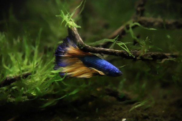 Betta_iq_211122.jpg