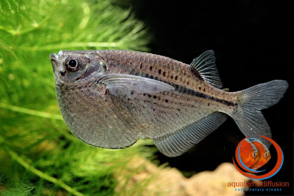 gasteropelecus_maculatus.jpg