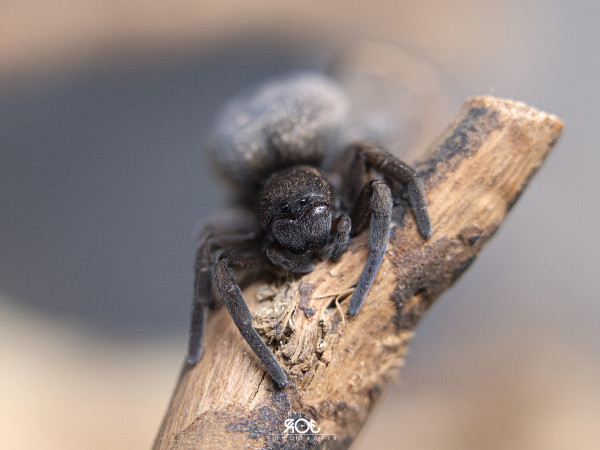 Gandanameno sp Namibia aka Tołdi