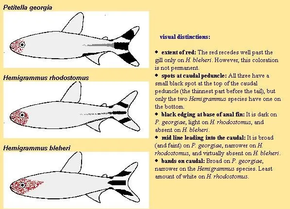 rummy-nose chart.png