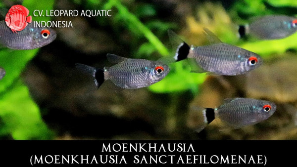 Moenkhausia sanctaefilomenae.jpg