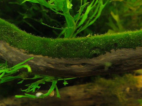 algaeroot2.jpg