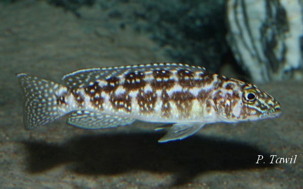 Lepidiolamprologus_kendalli_Kasanga.jpg