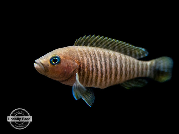 Neolamprologus-multifasciatus-Small-5_1024x1024.jpg