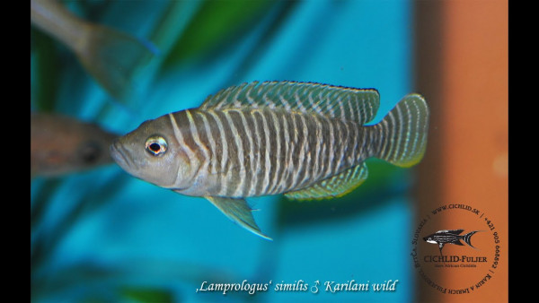 Neolamprologus similis.jpg