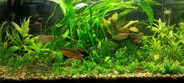 IMG20220323194254.jpg (2.29 MiB) Przejrzano 17719 razy Widok ogólny... całościowy na szkło