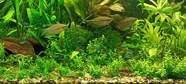 IMG20220323194302.jpg (1.14 MiB) Przejrzano 17719 razy Wielka trójca - zbliżenie