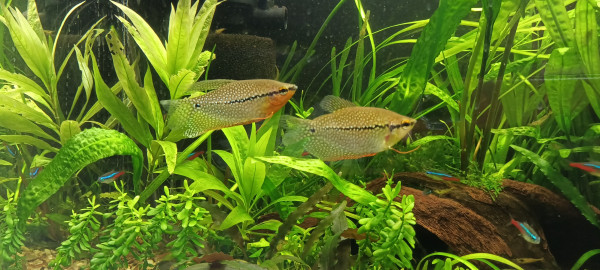 IMG20220323184502.jpg (1.49 MiB) Przejrzano 16327 razy Tu fajnie widoczny dymorfizm płciowy