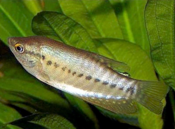 trichopodus-cantoris.jpg