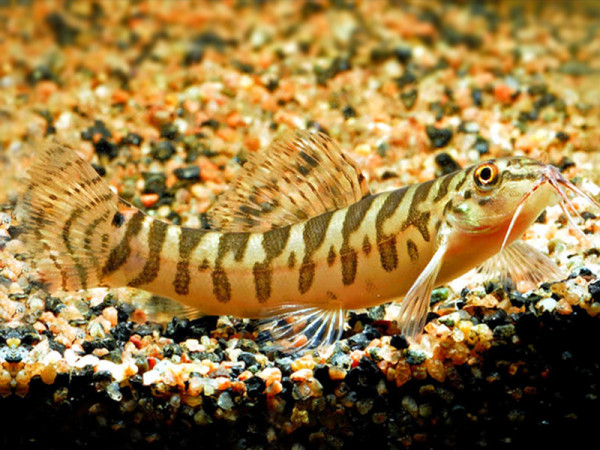 Acanthocobitis-urophthalmus-Ocellated-Loach.jpg