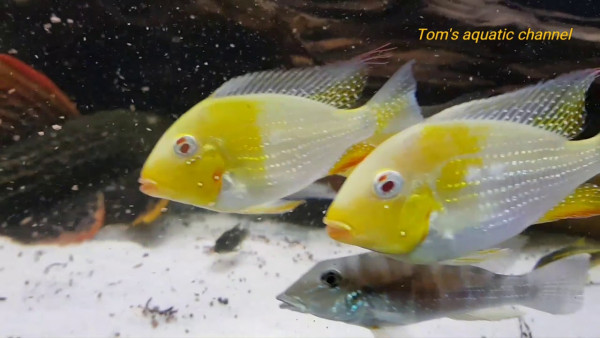 acarichthys heckelii albino.jpg