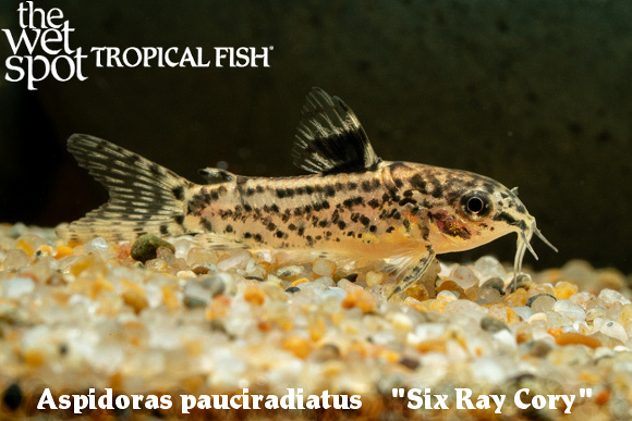 Aspidoras pauciradiatus.jpg