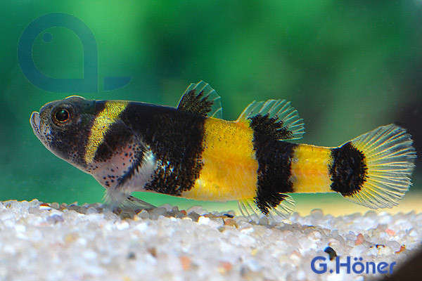 brachygobius_xanthozonus_n1.jpg