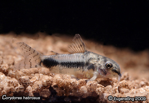 corydoras_habrosus.jpg