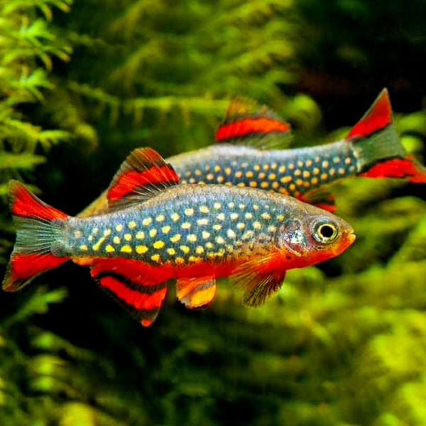 danio_(razbora)_galaxy_danio_margaritatus-i-28464-1-1000.jpg