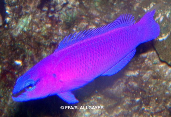 Pseudochromis fridmani.jpg