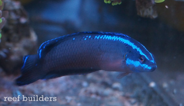 Pseudochromis springeri.jpg