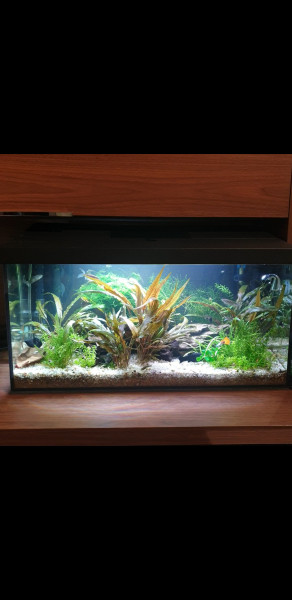 Photos.jpg (1.24 MiB) Przejrzano 11330 razy Aqua przed restartem