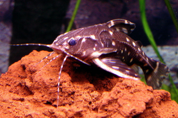 agamyxis albomaculatus - Wikipedia.jpg