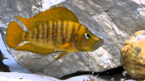 Altolamprologus compressiceps.jpg