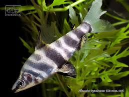 Abramites hypselonotus , Seriusiy Fish.jpg