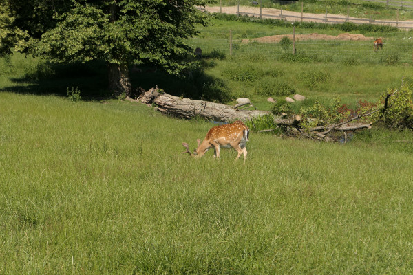 III Akwarystyczny Spływ Kajakowy - Ukta - 21-23.06.2019 - Zdjęcie 38.JPG