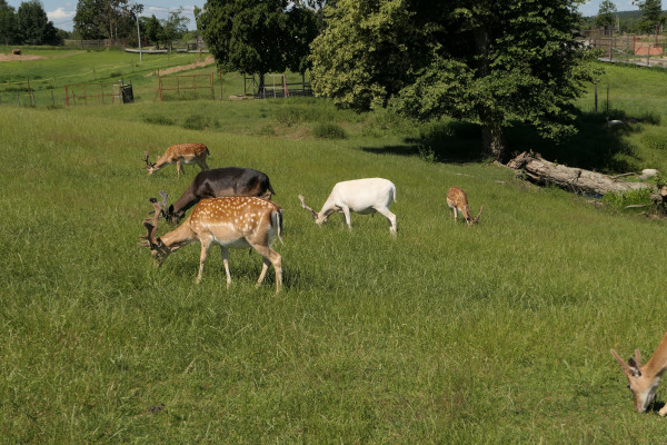 III Akwarystyczny Spływ Kajakowy - Ukta - 21-23.06.2019 - Zdjęcie 41.JPG